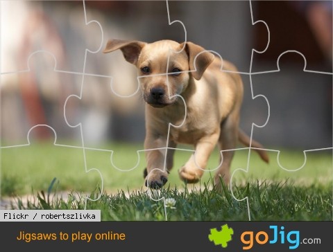 Jigsaw : Puppy in Motion