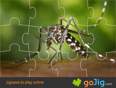 Jigsaw : Tiger Mosquito