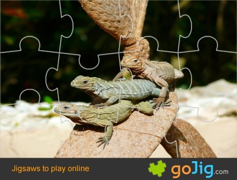 Jigsaw : Iguanas