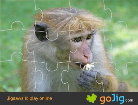 Jigsaw : Monkey with Bad Hair