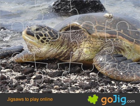 Jigsaw : Giant Sea Turtle