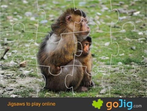 Jigsaw : Barbary Macaque
