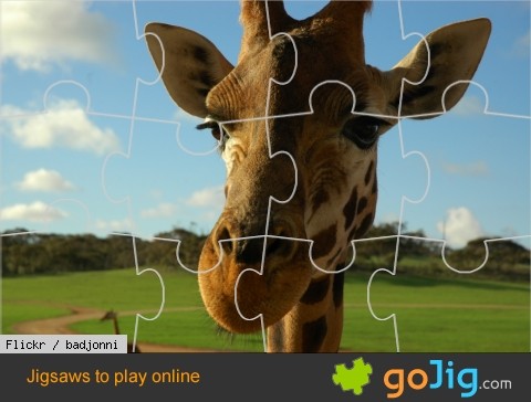 Jigsaw : Giraffe Up Close