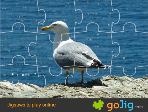 Jigsaw : Seagull