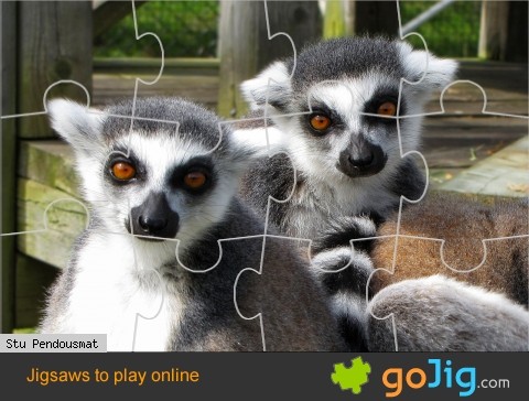 Jigsaw : Lemurs