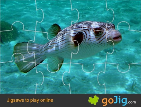 Jigsaw : Narrow Lined Puffer Fish