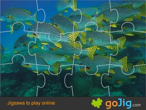 Jigsaw : Swarm of Fish on a Reef