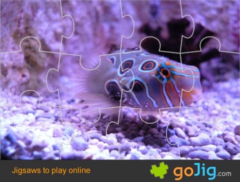Jigsaw : Colorful Fish