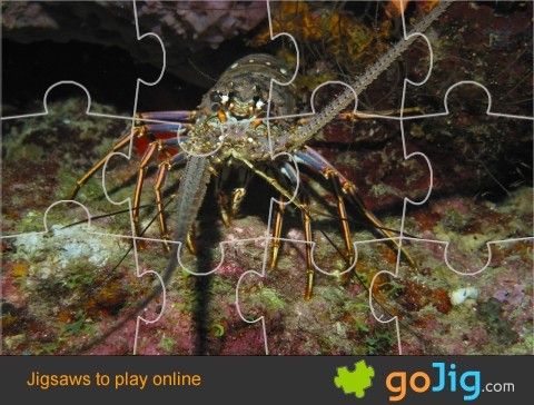 Jigsaw : Ocean Lobster