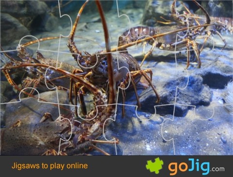 Jigsaw : Group of Lobsters