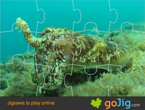 Jigsaw : Octopus Underwater