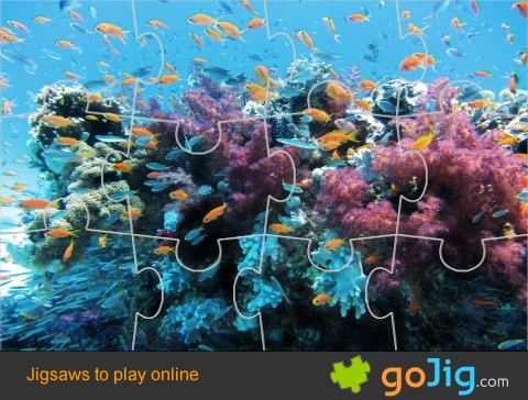 Jigsaw : Fish around Coral Reef