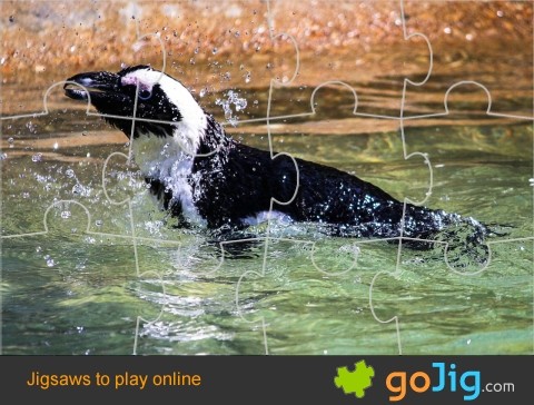 Jigsaw : Penguin In Water