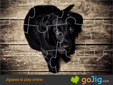 Jigsaw : Black Labrador Puppy