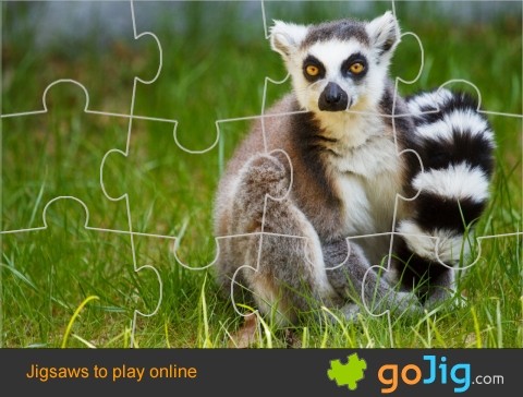 Jigsaw : Ring-tailed Lemur in Grass