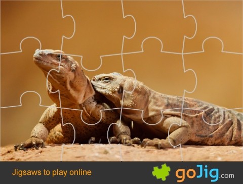Jigsaw : Lizards On A Rock