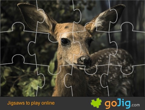Jigsaw : Close Up Of A Deer