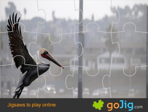 Jigsaw : Pelican Taking Flight