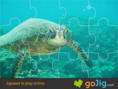 Jigsaw : Green Sea Turtle Swimming