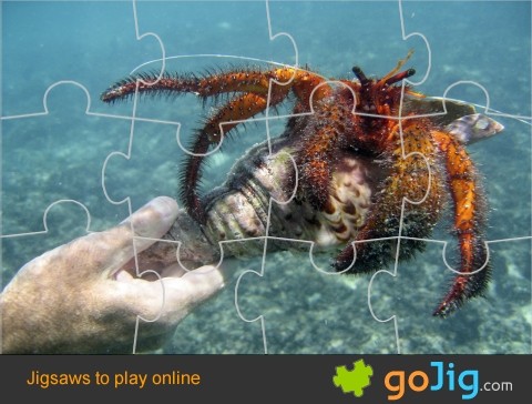 Jigsaw : Large Hermit Crab