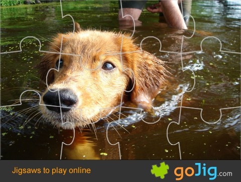 Jigsaw : Swimming Dog