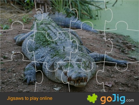 Jigsaw : Crocodile out of Water