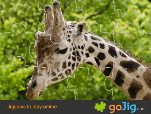 Jigsaw : Giraffe
