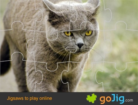 Jigsaw : Domestic Cat