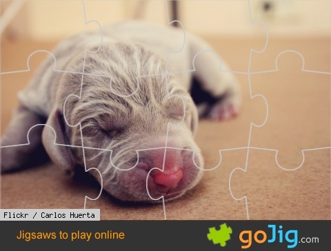 Jigsaw : Young Puppy