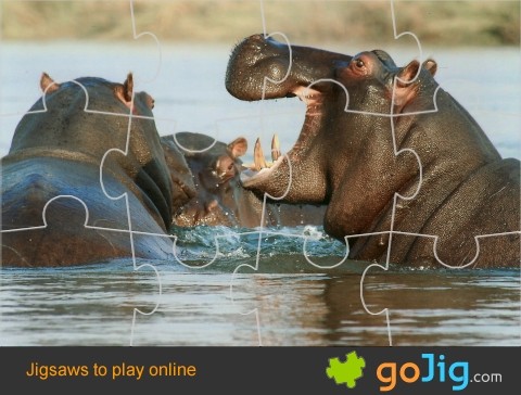 Jigsaw : Hippos in Water
