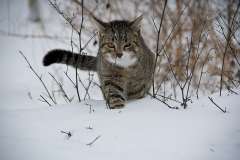 Jigsaw : Cat in Snow