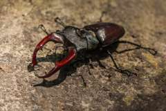Jigsaw : Stag Beetle
