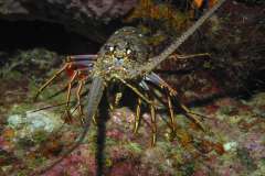 Jigsaw : Ocean Lobster