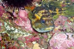 Jigsaw : Black and yellow rockfish