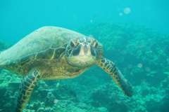 Jigsaw : Green Sea Turtle Swimming