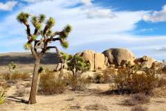 Jigsaw : Joshua Tree in the Desert