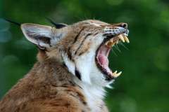 Jigsaw : Yawning Bobcat