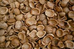 Jigsaw : Almond Shells