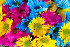 Jigsaw : Colourful Flowers