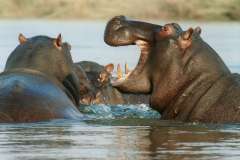 Jigsaw : Hippos in Water