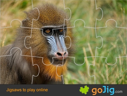 Jigsaw : Mandrill Monkey