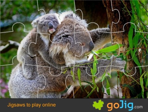 Jigsaw : Koala