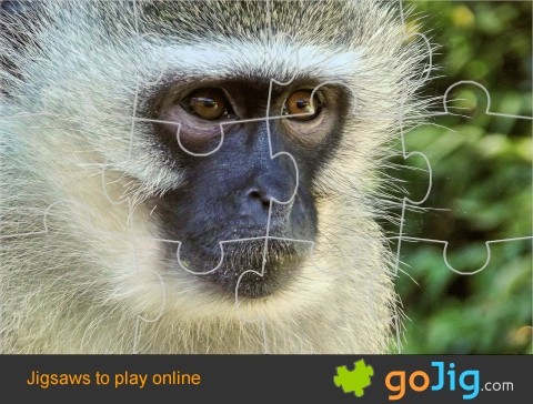 Jigsaw : Vervet Monkey