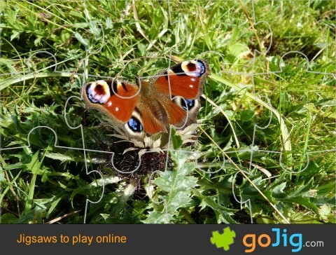 Jigsaw : Butterfly