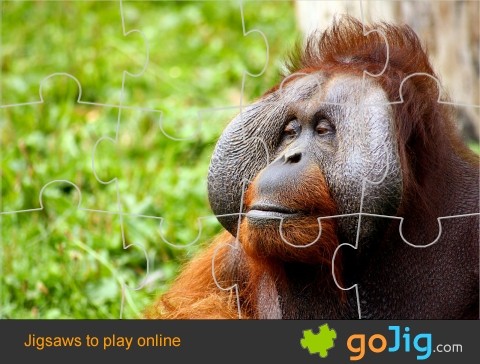 Jigsaw : Orangutan