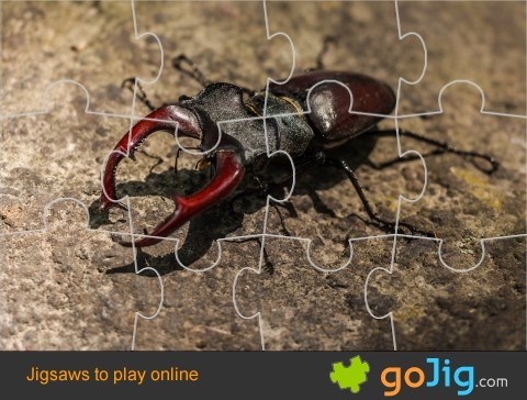 Jigsaw : Stag Beetle