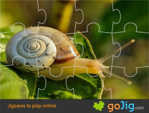 Jigsaw : Snail