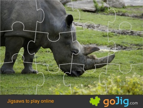 Jigsaw : Rhino