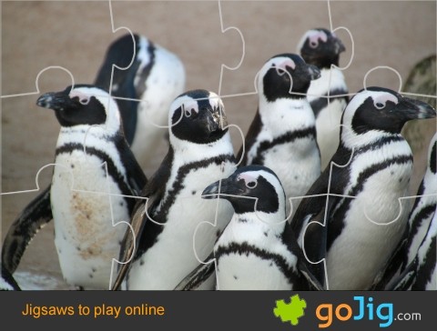 Jigsaw : Penguins