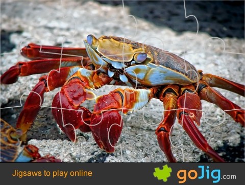Jigsaw : Crab